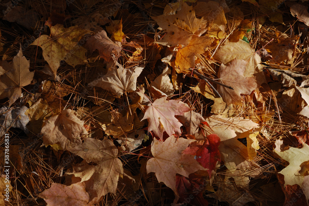 yellow and red autumn leaves in the sunny forest yellow and red autumn leaves in the sunny forest
