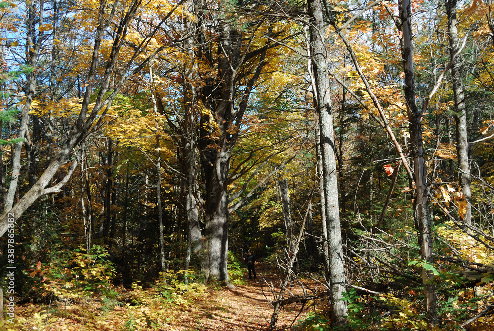 yellow and red autumn leaves in the sunny forest yellow and red autumn leaves in the sunny forest