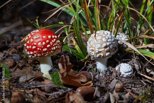 Bild auf Leinwand Amanita pantherina and Amanita muscaria, growing among fallen leaves