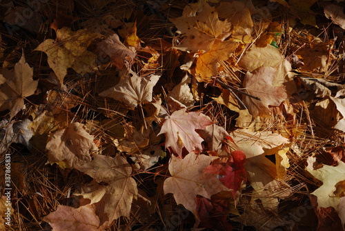 yellow and red autumn leaves in the sunny forest