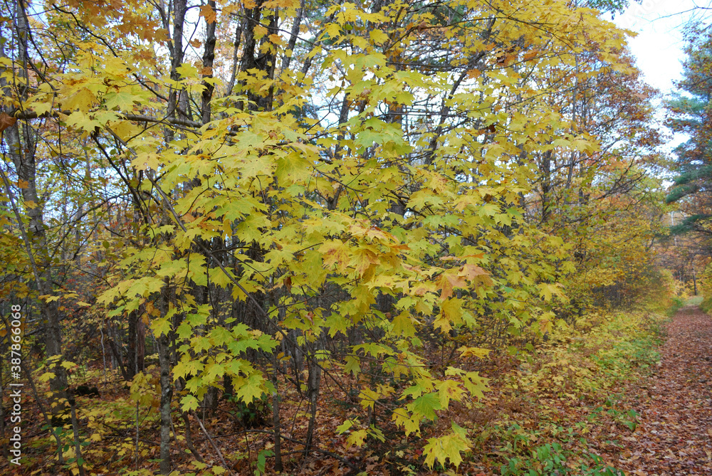 Fototapeta premium yellow and red autumn leaves in the sunny forest