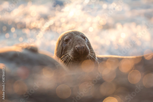 Grey seal photographed in Wicklow Ireland