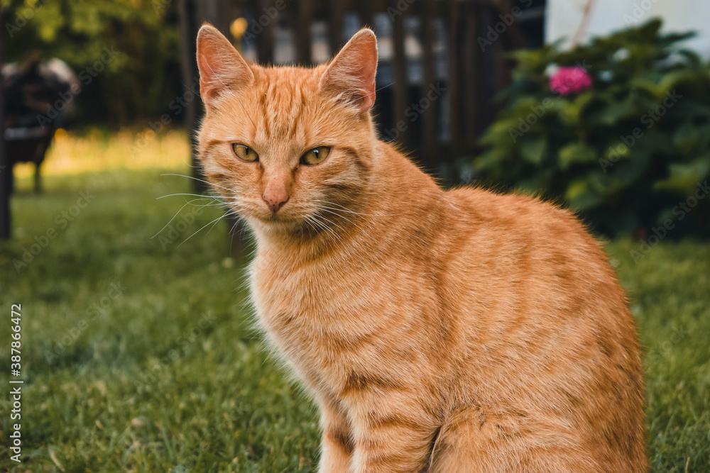 Fototapeta premium King of the village!