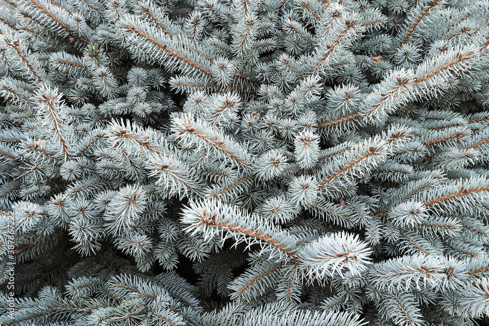 Blue spruce branch close-up, natura new year background