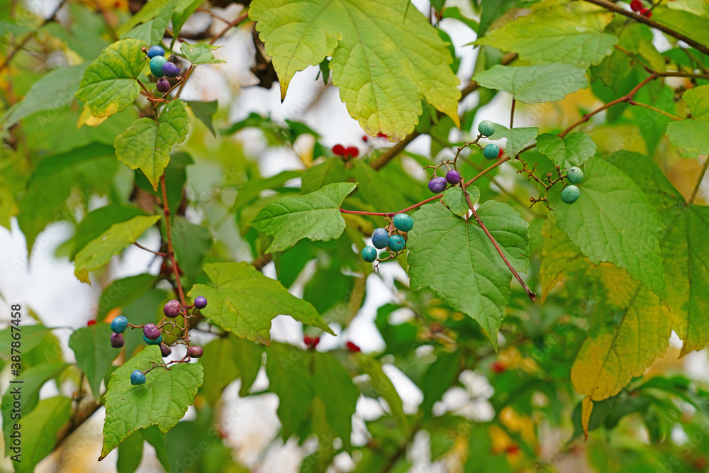 View of the blue and purple fruit of the Porcelain Berry vine (Ampelopsis glandulosa)