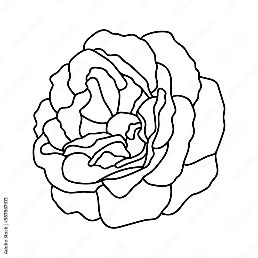 Vector illustration of rose bud. Hand drawn botanical element, isolated on white background Vector illustration of rose bud. Hand drawn botanical element, isolated on white background