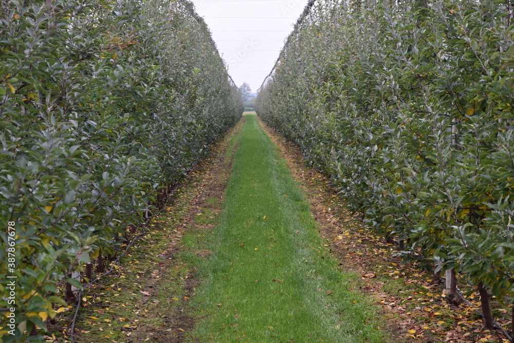 Sad intensywny jabłoniowy jesienią  - konstrukcje z siatkami przeciwgradowymi