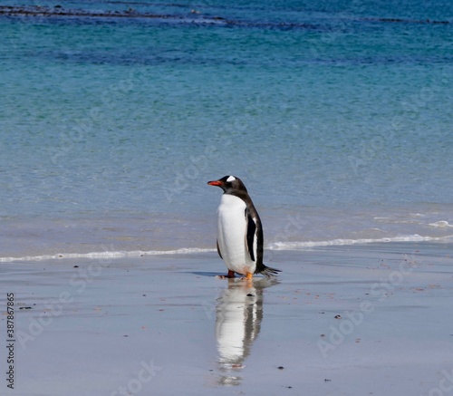 Gentoo penguin standing on sand beach in waves, Falkland Islands