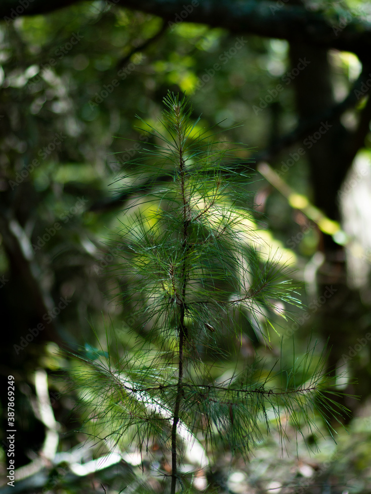 Obraz premium pine tree branches