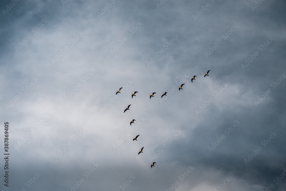 Fototapeta premium Birds in flight formation on gray sky background