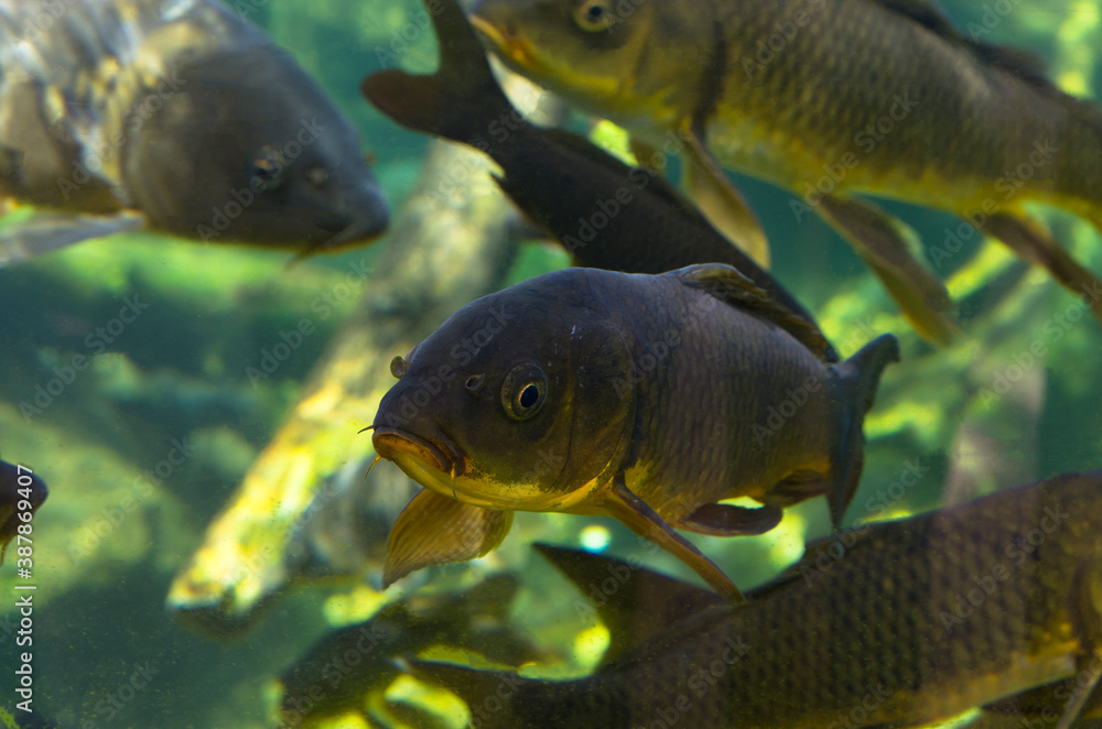 A school of carp fish on the water A school of carp fish on the water