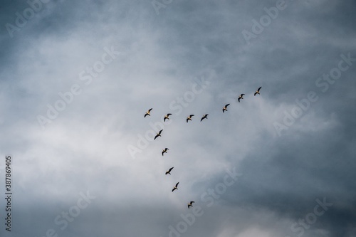 Birds in flight formation on gray sky background
