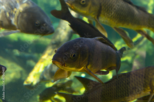 A school of carp fish on the water