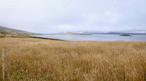 Rough and windy grass landscape on island with blue ocean  Falkland Islands