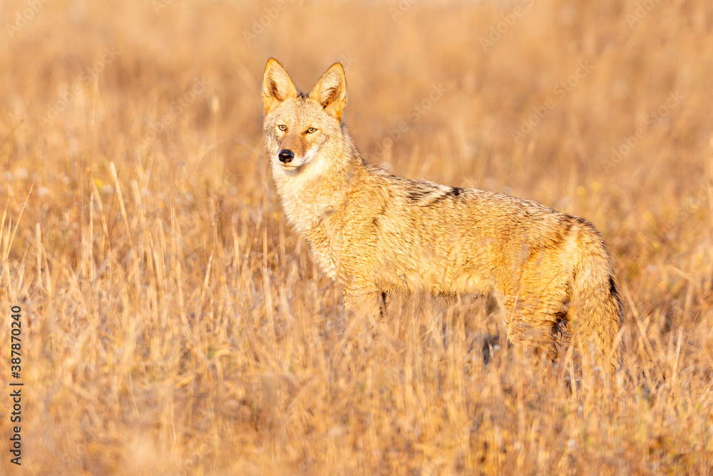 Coyote (Canis latrans), Point Reyes National Seashore, California, USA Coyote (Canis latrans), Point Reyes National Seashore, California, USA