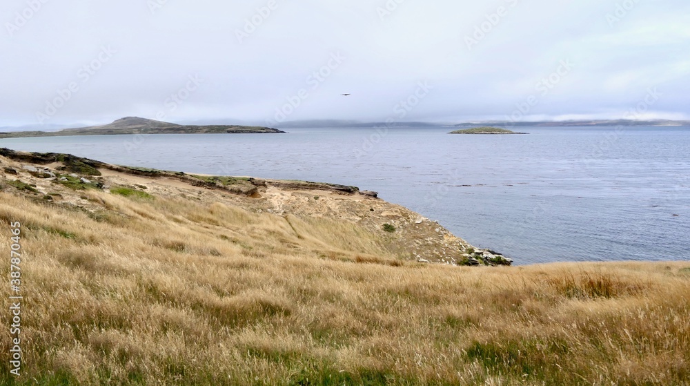 Rough and windy grass landscape on island with blue ocean, Falkland Islands Rough and windy grass landscape on island with blue ocean, Falkland Islands