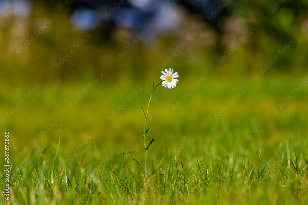 Fotografie Schöne Blume auf dem Feld