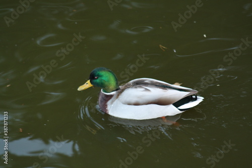 duck on the water