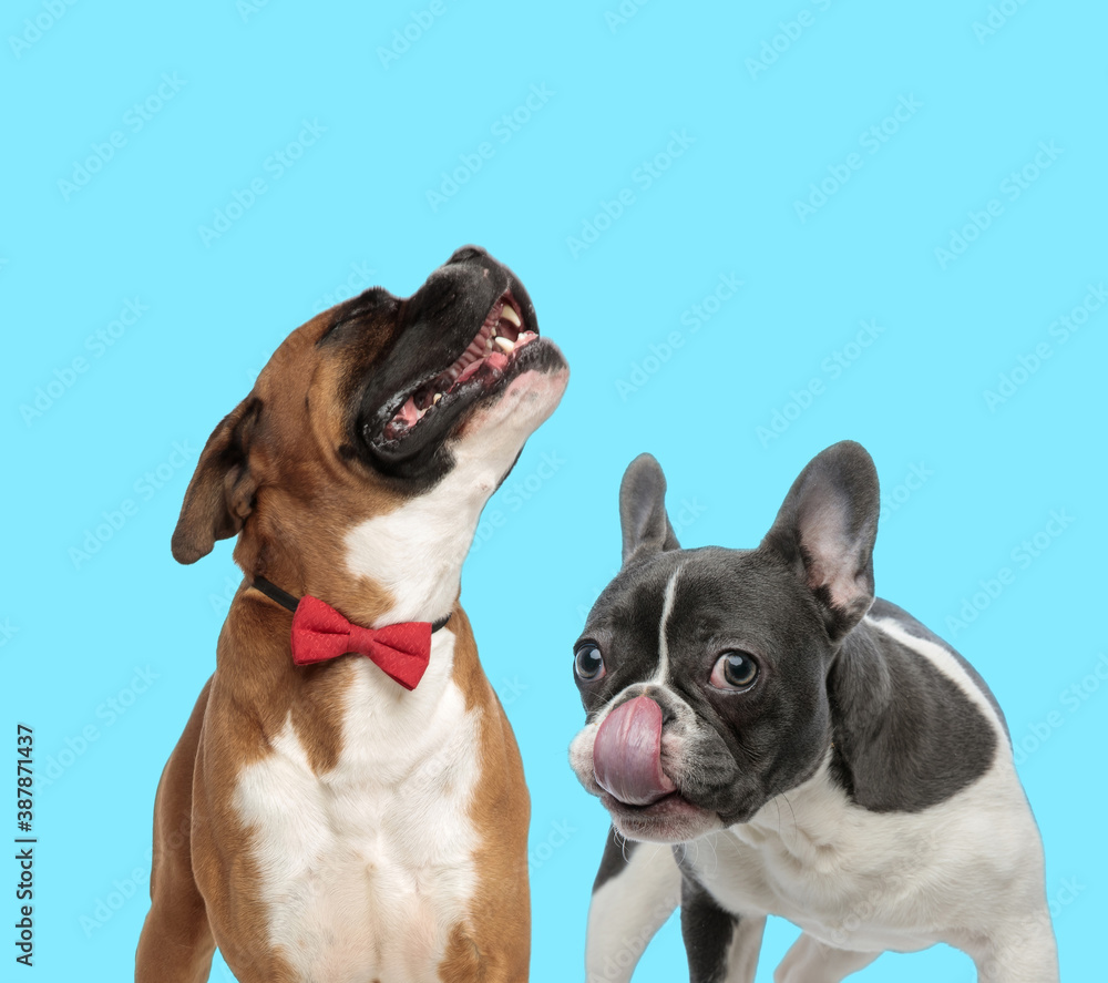 Happy Boxer wearing bowtie and curious French bulldog