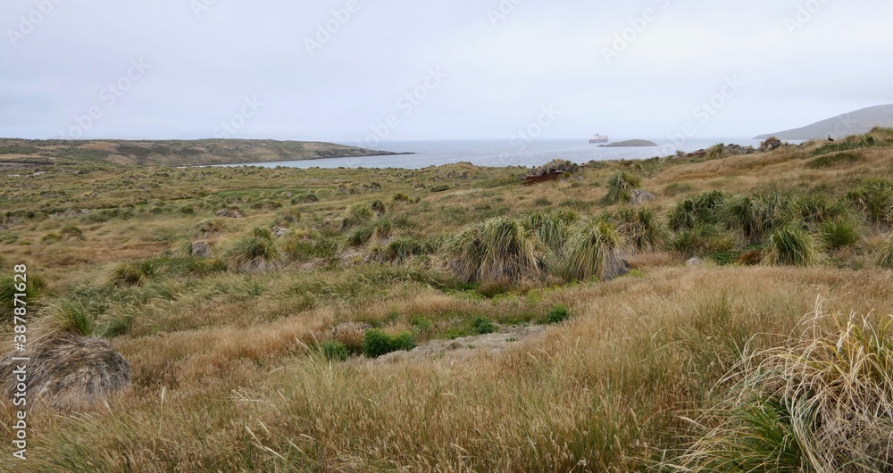 Rough and windy grass landscape on island with cruise ship, Falkland Islands