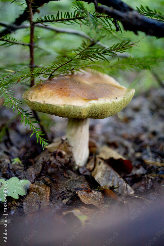 White mushroom in the forest. A mushroom with a brown cap.Boletus. Mushroom White mushroom in the forest. A mushroom with a brown cap.Boletus. Mushroom
