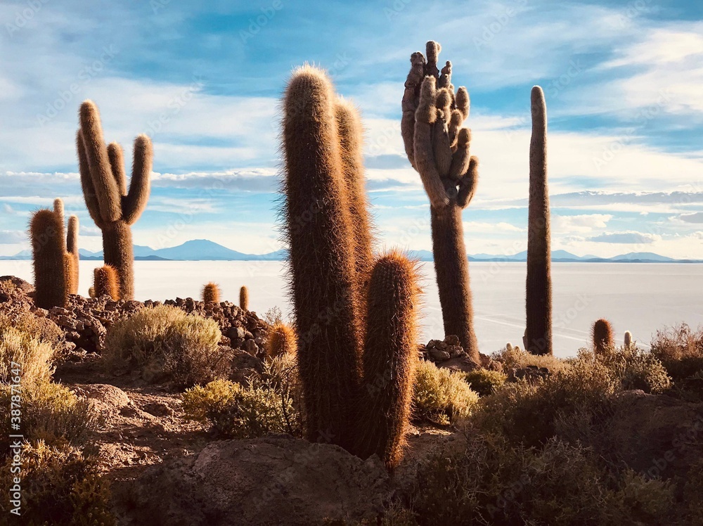 Unique succulent plant cacti in desert. Surreal arid landscape. Island Incahuasi in salt flats Salar de Uyuni. Bolivia. Excellent specimens of cacti.  Dry desert climate. Beautiful cactus garden.