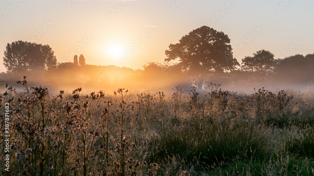 Meadow flooded with morning hazy mist and first rays of sun. Pasture field with trees, grass and bushes in sunrise and fog. Warm colors of cold morning.