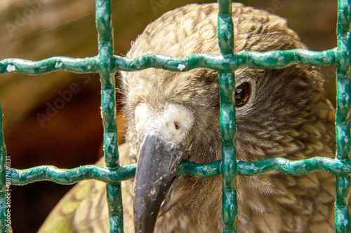 A kea sticks his beak through his cage photo