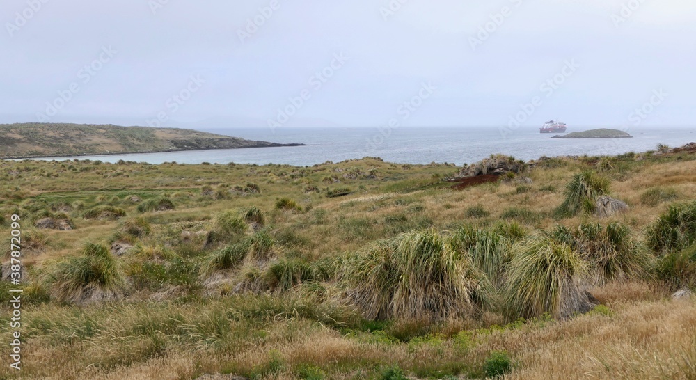 Rough and windy grass landscape on island with cruise ship, Falkland Islands Rough and windy grass landscape on island with cruise ship, Falkland Islands
