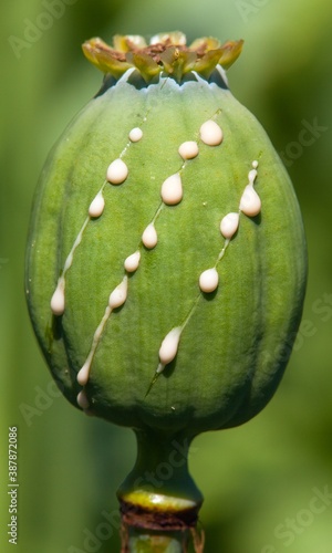 sliced poppy seed for opium