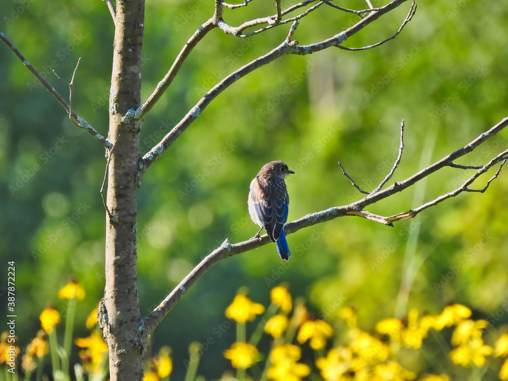 Obraz premium Adorable Young Eastern Bluebird Male Bird Perched on a Young Tree Looking Sideways in Profile View With Blue and Yellow Along with Gray Feathers 