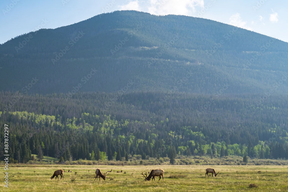 elks in the mountains in colorado