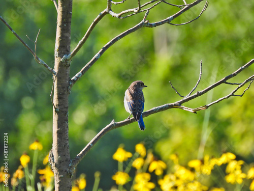 Adorable Young Eastern Bluebird Male Bird Perched on a Young Tree Looking Sideways in Profile View With Blue and Yellow Along with Gray Feathers 