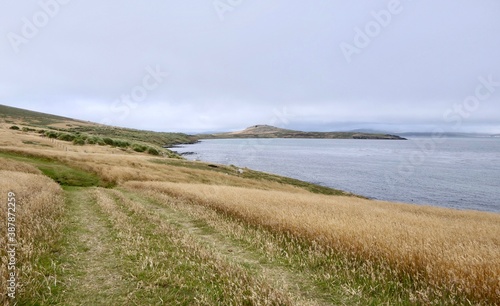 path in rough and windy grass landscape on island, Falkland Islands