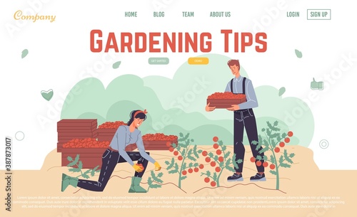Harvesting gardening tips online service landing page design template. People farmer in overalls picking ripe tomato doing farming job. Planting, growing, transplant sprout, lay vegetable advice