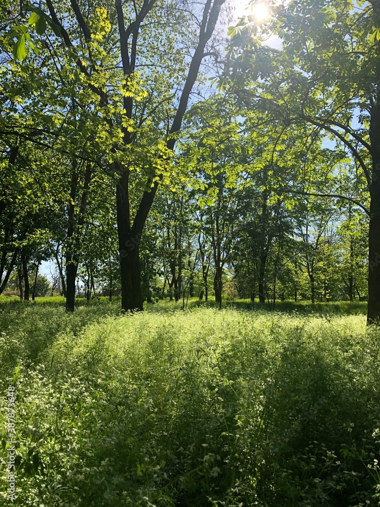 trees in the park