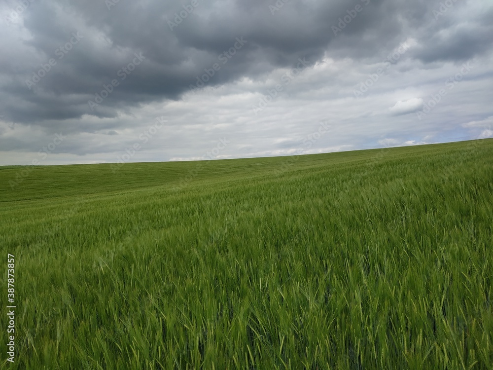 Stunning and magnificent view of the freshly growing grain field with choppy clouds ahead of storm and downpour