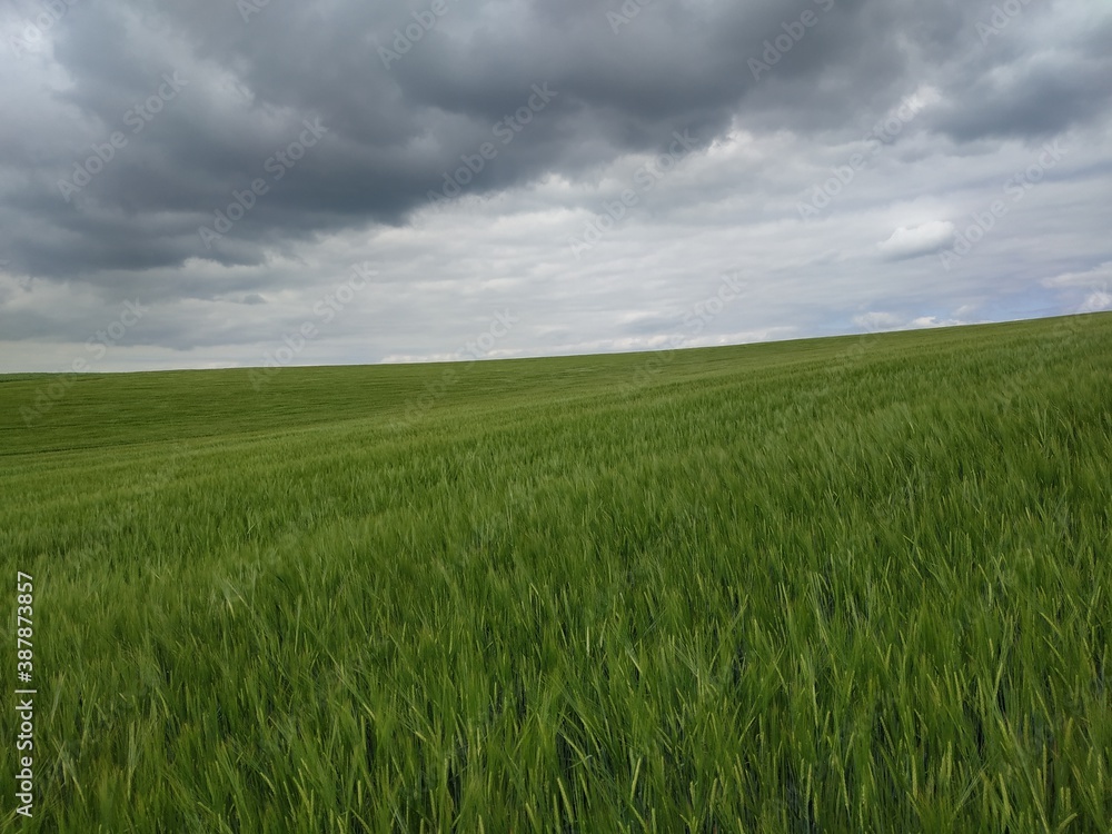 Stunning and magnificent view of the freshly growing grain field with choppy clouds ahead of storm and downpour Stunning and magnificent view of the freshly growing grain field with choppy clouds ahead of storm and downpour