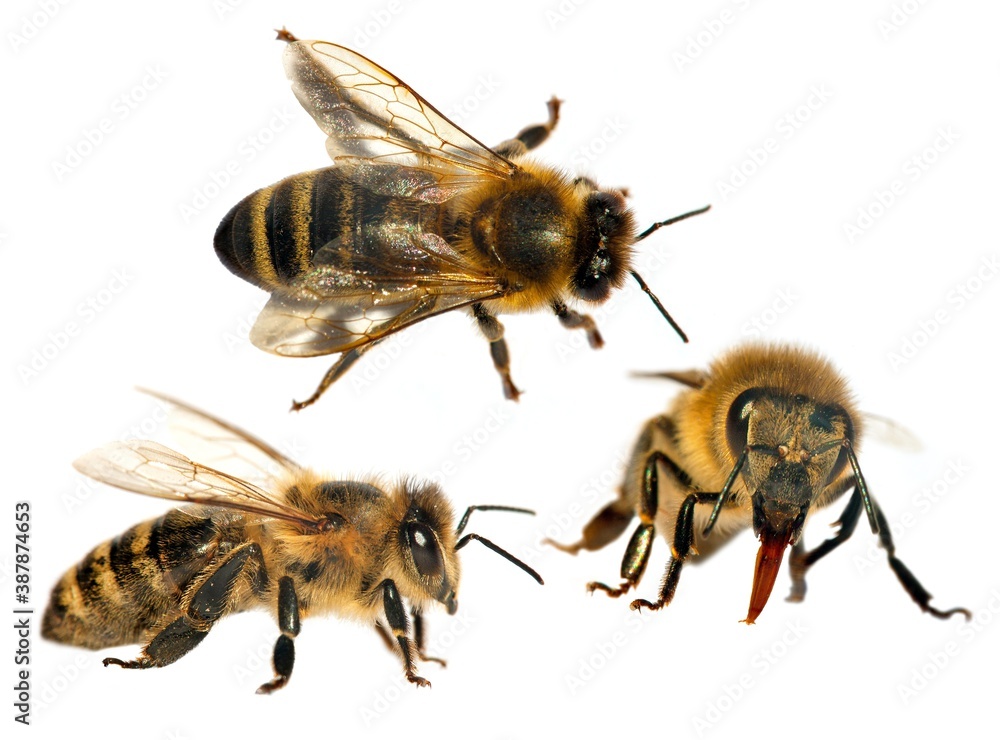 bees or honeybees in Latin Apis Mellifera bees or honeybees in Latin Apis Mellifera