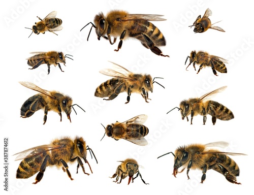 bees or honeybees in Latin Apis Mellifera © Daniel Prudek