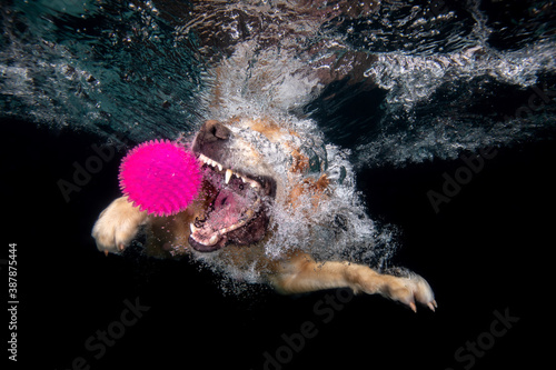 golden retriever dog playing with purple ball underwater