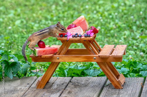 A chipmunk enjoys a  small picnic table filled with a variety of summertime fruit photo