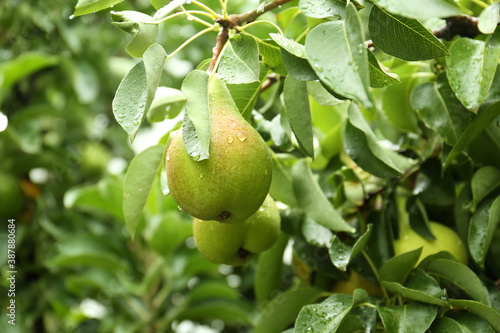 Ripe pear on tree branch in garden after rain