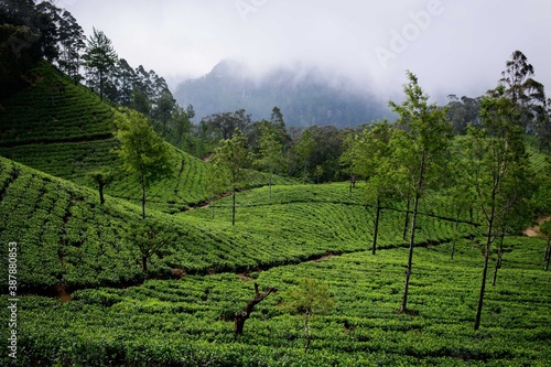 Sri Lanka hill countryside  highland tea estate  Ceylon tea landscape  mist
