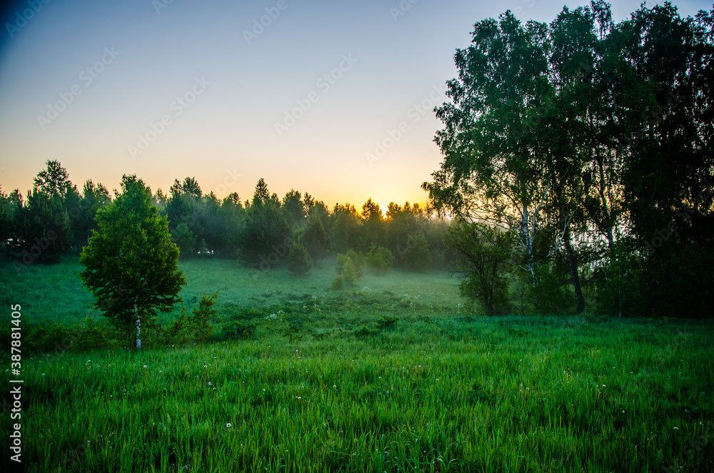 Obraz premium morning mist. Sunlight penetrates through birches and coniferous trees