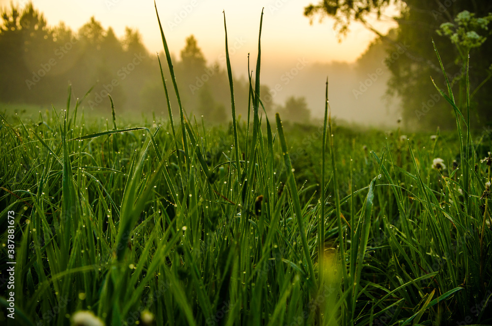 in the morning mist and dew. The sun's rays pass through the lush greenery.