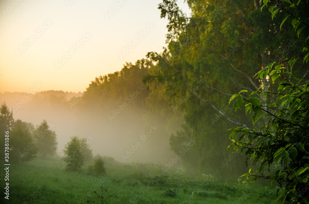 morning mist. Sunlight penetrates through birches and coniferous trees morning mist. Sunlight penetrates through birches and coniferous trees