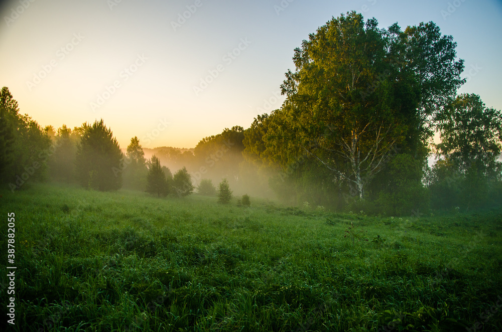 morning mist. Sunlight penetrates through birches and coniferous trees morning mist. Sunlight penetrates through birches and coniferous trees