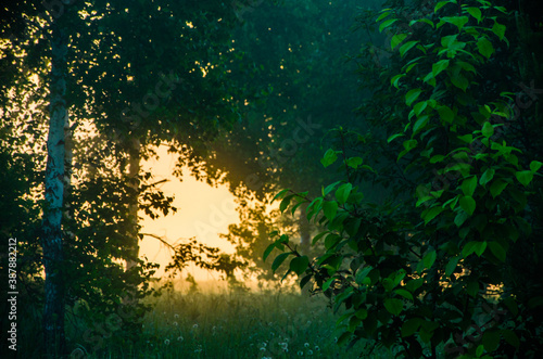 the sun s rays break through the birch leaves. Thick morning fog