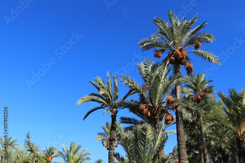 Landscape and palm trees of the hillside of the Vinalopo River photo